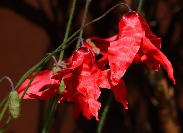 Меконопсис пурпурный (пурпурно-красный), или Меконопсис пуницеа (Meconopsis punicea) Меконопсис пурпурный (пурпурно-красный), или Меконопсис пуницеа (Meconopsis punicea)
