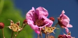 Малина душистая, или Малиноклён душистый, или пахучий