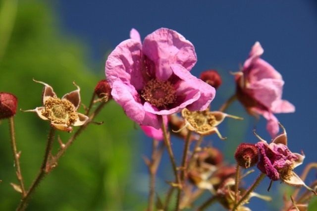 Малиноклён душистый, или Малиноклён пахучий, или Малина душистая (Rubus odoratus) Малиноклён душистый, или Малиноклён пахучий, или Малина душистая (Rubus odoratus)