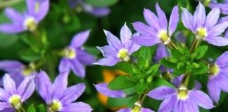Сцевола приятная (Scaevola aemula)