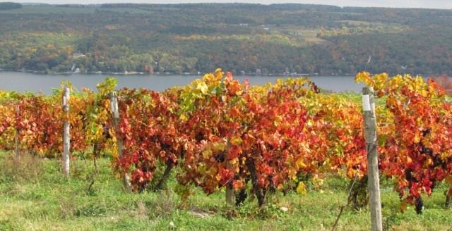 Виноградник винограда амурского (Vitis amurensis) Виноградник винограда амурского (Vitis amurensis)