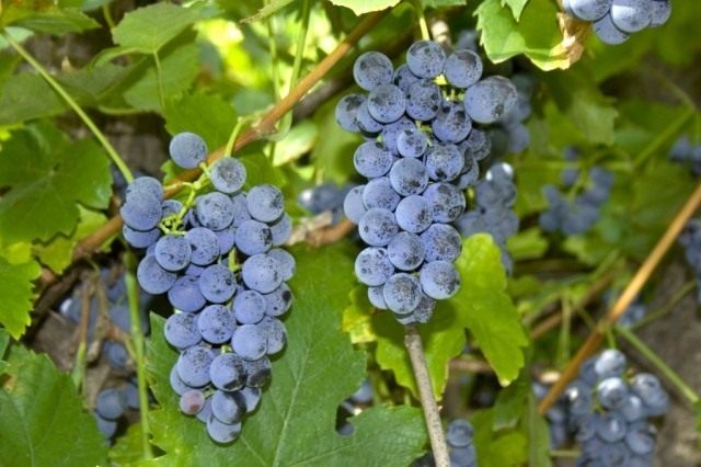 Виноград Лабруска (Vitis labrusca) Виноград Лабруска (Vitis labrusca)