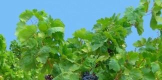 Виноградом культурным (Vitis vinifera)