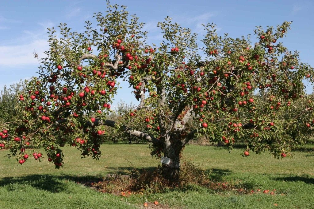 яблоня с яблоками фото