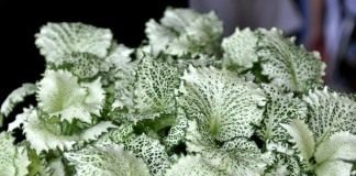 Фиттония беложильчатая, сорт 'Kings Cross' (fittonia albivenis)