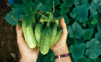 Какие сорта огурцов выбрать? Огурец