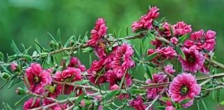 Тонкосемянник (Лептоспермум) метловидный (метельчатый), или Манука (Leptospermum scoparium)