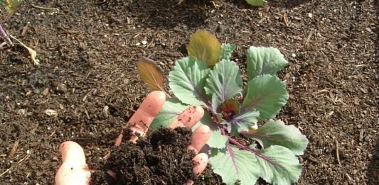 Под овощными культурами почву можно улучшать компостным перегноем