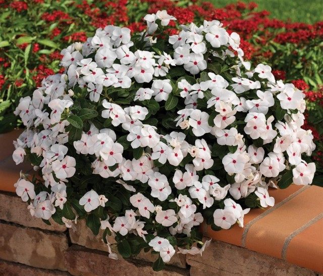 Катарантус розовый (Catharanthus roseus), в садоводстве больше известен под названием барвинок розовый (Vinca rosea) Катарантус розовый (Catharanthus roseus), в садоводстве больше известен под названием барвинок розовый (Vinca rosea)