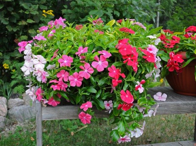 Катарантус розовый (Catharanthus roseus) Катарантус розовый (Catharanthus roseus)