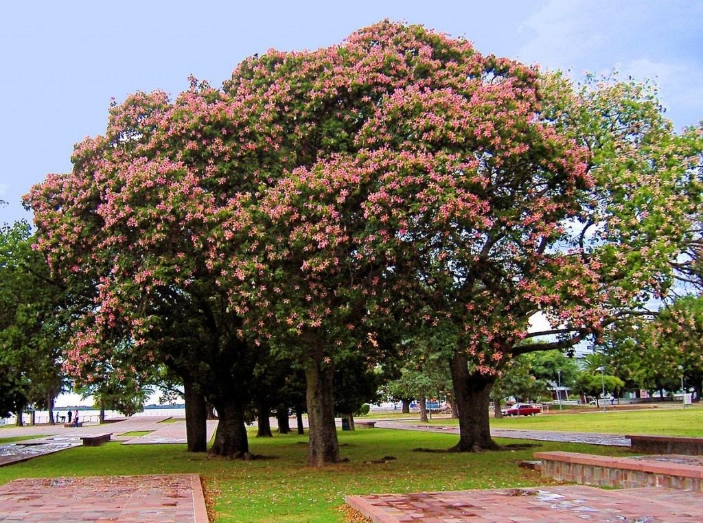 Ceiba-speciosa-01