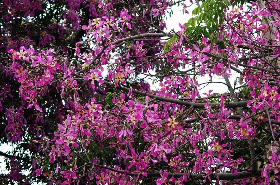 Ceiba-speciosa-02