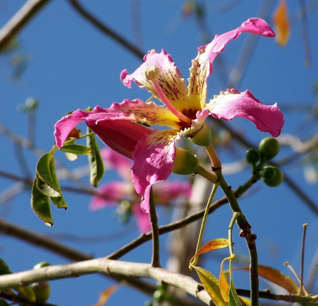 Ceiba-speciosa-03
