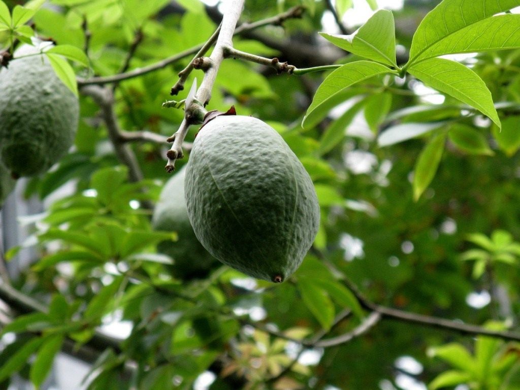 Ceiba-speciosa-04