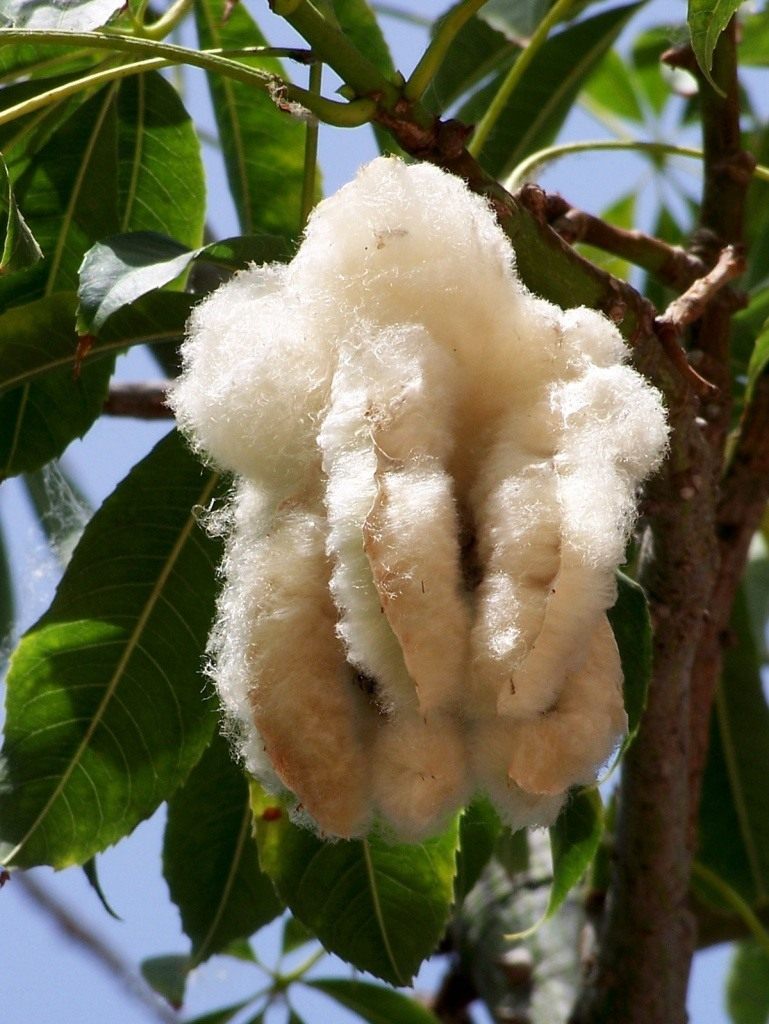 Ceiba-speciosa-05