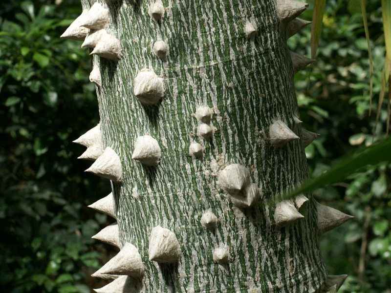 Ceiba-speciosa-07