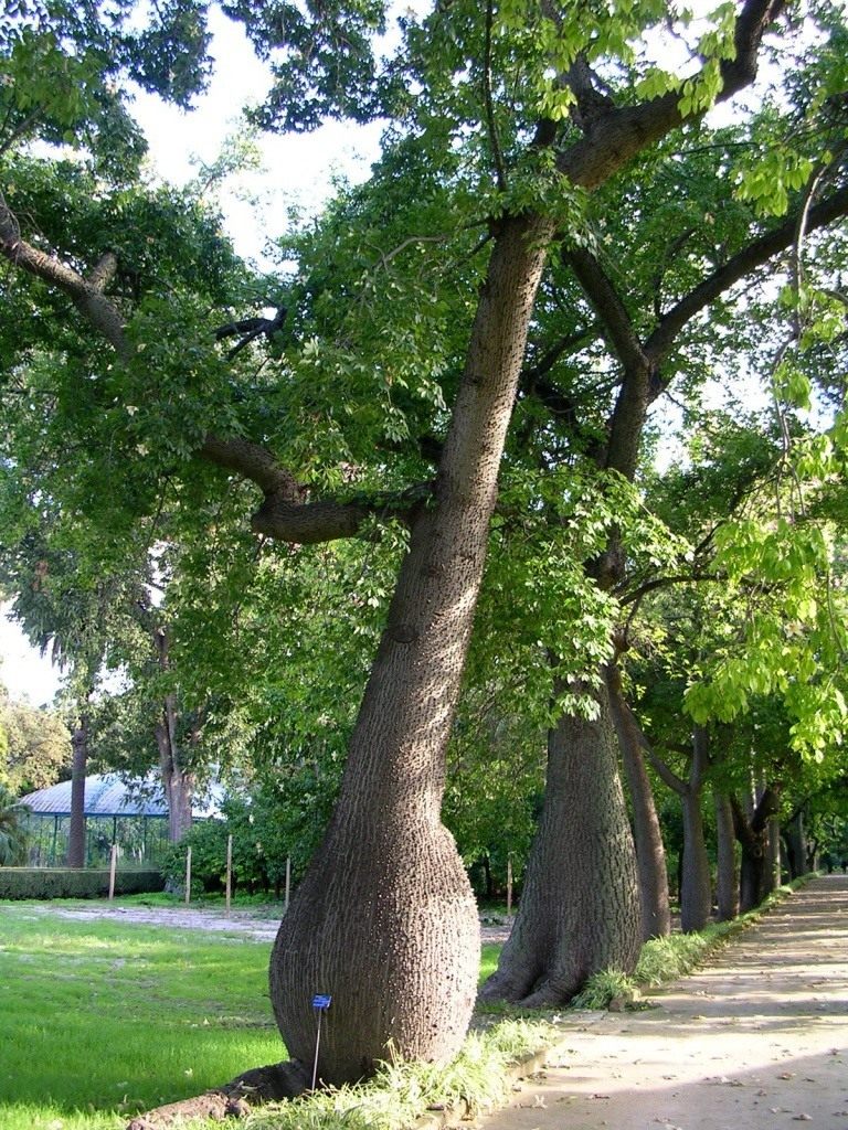 Ceiba-speciosa-08