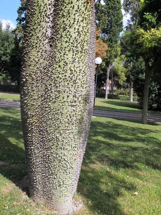 Ceiba-speciosa-09