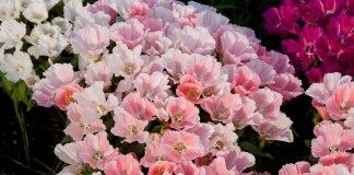 Годеция (Godetia), она же Кларкия (Clarkia)