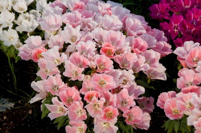Годеция (Godetia), она же Кларкия (Clarkia) Годеция (Godetia), она же Кларкия (Clarkia)