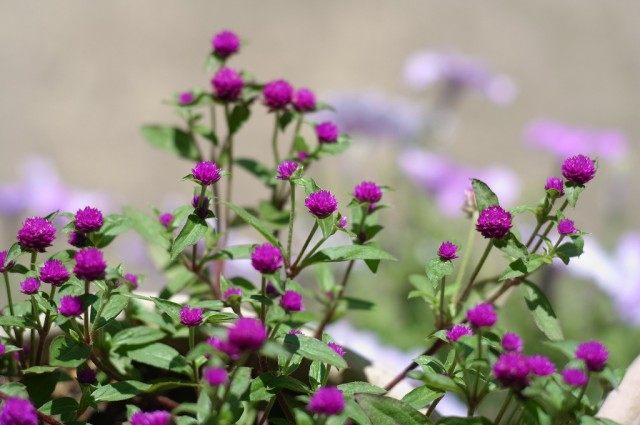 Гомфрена шаровидная (Gomphrena globosa) Гомфрена шаровидная (Gomphrena globosa)