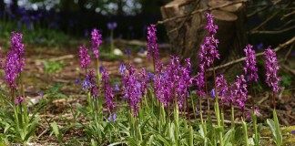Ятрышник мужской (Orchis mascula)