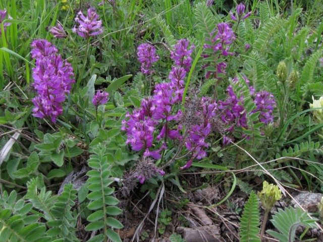 Истод анатолийский (Polygala anatolica) Истод анатолийский (Polygala anatolica)