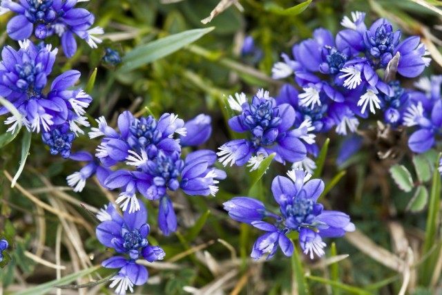 Истод известковый (Polygala calcarea) Истод известковый (Polygala calcarea)