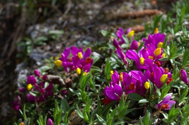 Истод Вареда (Polygala vayredae) Истод Вареда (Polygala vayredae)