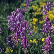Истод большой (Polygala major) Истод большой (Polygala major)