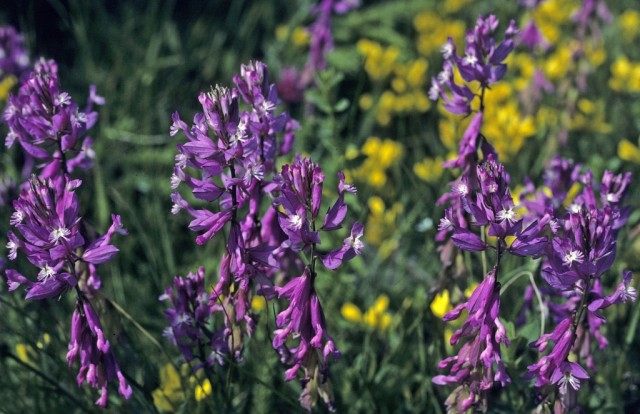 Истод большой (Polygala major) Истод большой (Polygala major)
