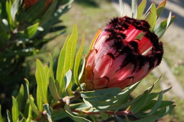 Протея лавролистная (Protea laurifolia) Протея лавролистная (Protea laurifolia)