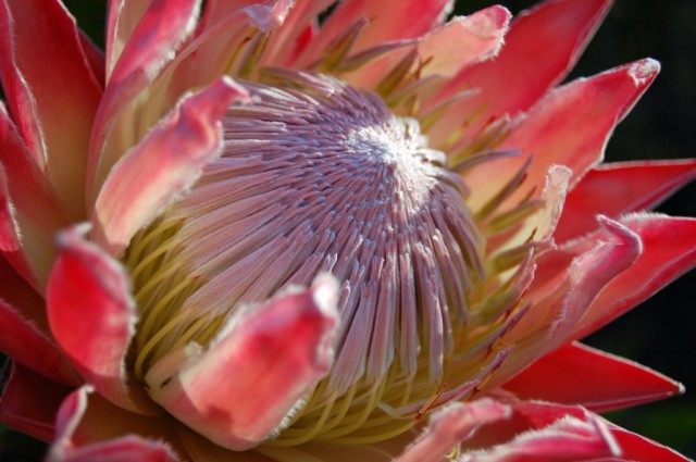 Протея артишоковая (Protea cynaroides) Протея артишоковая (Protea cynaroides)