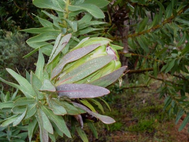 Протея крупноголовая (Protea coronata) Протея крупноголовая (Protea coronata)