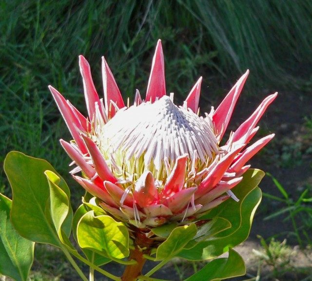 Протея артишоковая (Protea cynaroides) Протея артишоковая (Protea cynaroides)