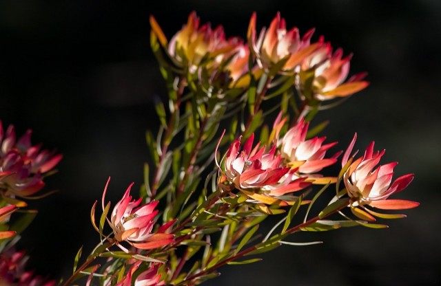 Протея ползучуя (Protea repens) Протея ползучуя (Protea repens)