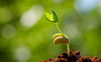 Стратификация семян в домашних условиях Росток