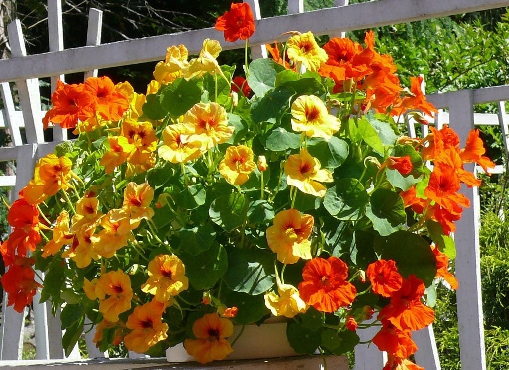 Tropaeolum