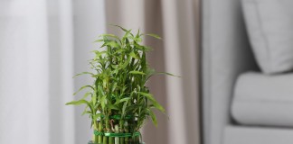 Драцена Сандера (Dracaena braunii syn. Dracaena sanderiana)