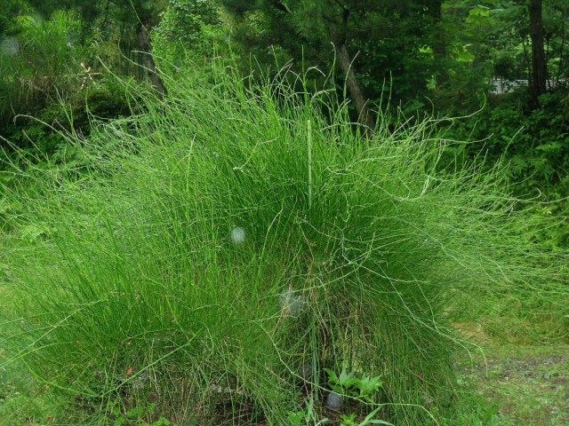 Хвойник даурский, или Эфедра даурская (Ephedra dahurica) Хвойник даурский, или Эфедра даурская (Ephedra dahurica)