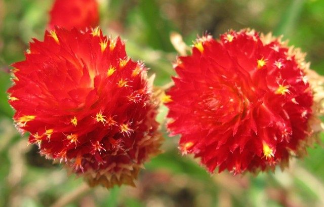 Гомфрена Хаге (Gomphrena haageana) Гомфрена Хаге (Gomphrena haageana)