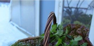 Зелень, выращенная в теплице зимой