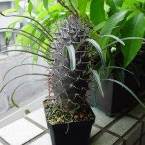 Пахиподиум Жайи (pachypodium geayi) Пахиподиум Жайи (pachypodium geayi)