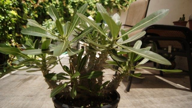 Пахиподиум хоромбензе (pachypodium horombense) Пахиподиум хоромбензе (pachypodium horombense)