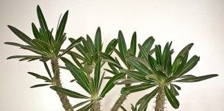 Пахиподиум розеточный (pachypodium rosulatum)
