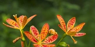Ирис доместика (домашний) (Iris domestica), или Беламканда китайская (Belamcanda chinensis)