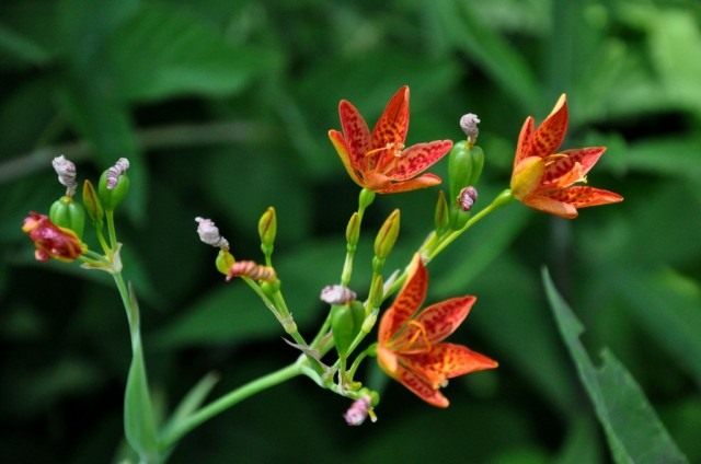 Ирис домашний (Iris domestica), или Беламканда китайская (Belamcanda chinensis) Ирис домашний (Iris domestica), или Беламканда китайская (Belamcanda chinensis)