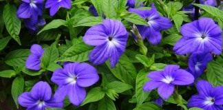Броваллия красивая (Browallia speciosa)