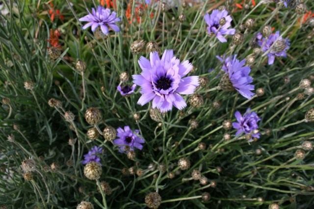 Катананхе голубой (Catananche caerulea) Катананхе голубой (Catananche caerulea)
