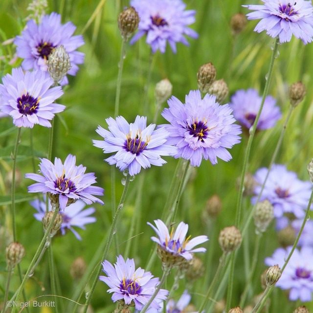 Катананхе голубой (Catananche caerulea) Катананхе голубой (Catananche caerulea)